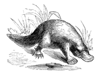 19th century engraving of a platypus