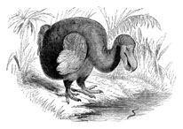 19th century engraving of a dodo bird