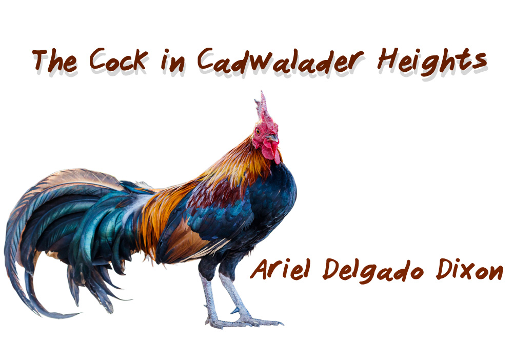 New Voices: “The Cock in Cadwalader Heights” by Ariel Delgado Dixon