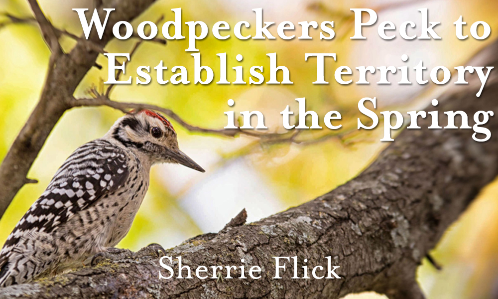 Featured Fiction: “Woodpeckers Peck to Establish Territory in the Spring” by Sherrie Flick
