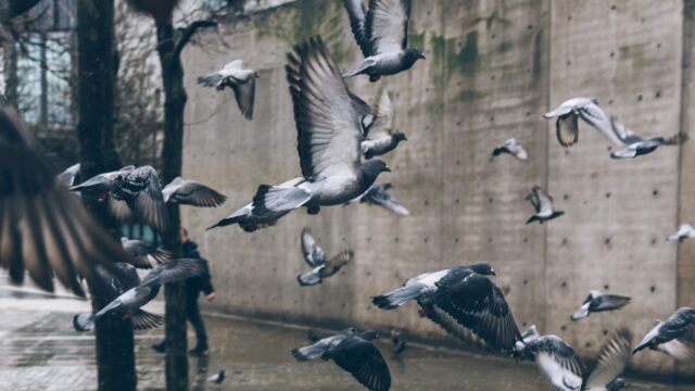 New Voices: “Pigeons in Every Universe” by Kiran Kaur Saini