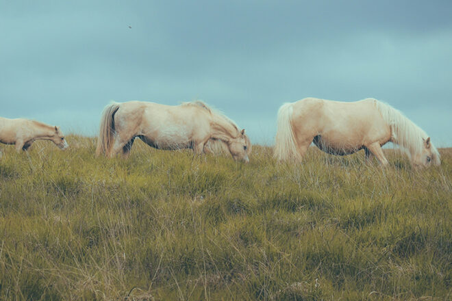 Summer Short Story Award 2nd Place: “Broken Animals” by Aurora Stone Mehlman