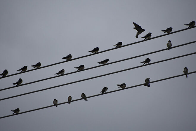 Best Emerging Writers 2024: “Blades of a Feather” by Laura Price Steele