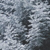 2024-2025 Winter Short Story Award for New Writers Shortlist