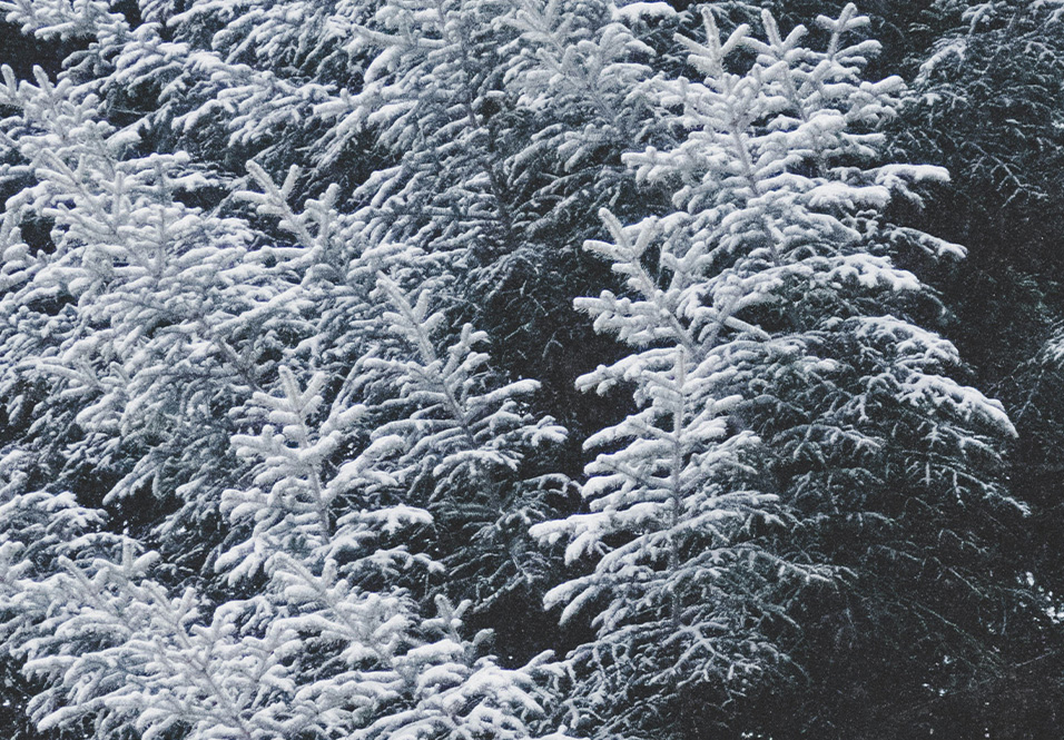 2024-2025 Winter Short Story Award for New Writers Shortlist