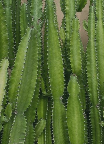 New Voices: “African Milk Plant” by Allison Field Bell