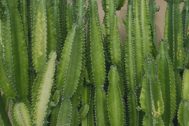 New Voices: “African Milk Plant” by Allison Field Bell