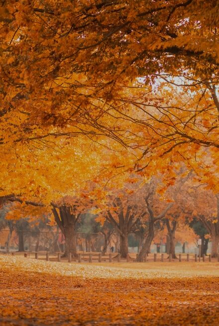 The Flash Challenge: November 10 – November 23, 2025