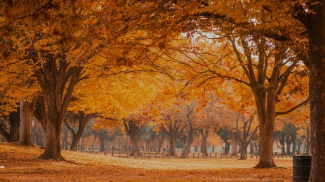 The Flash Challenge: November 10 – November 23, 2025