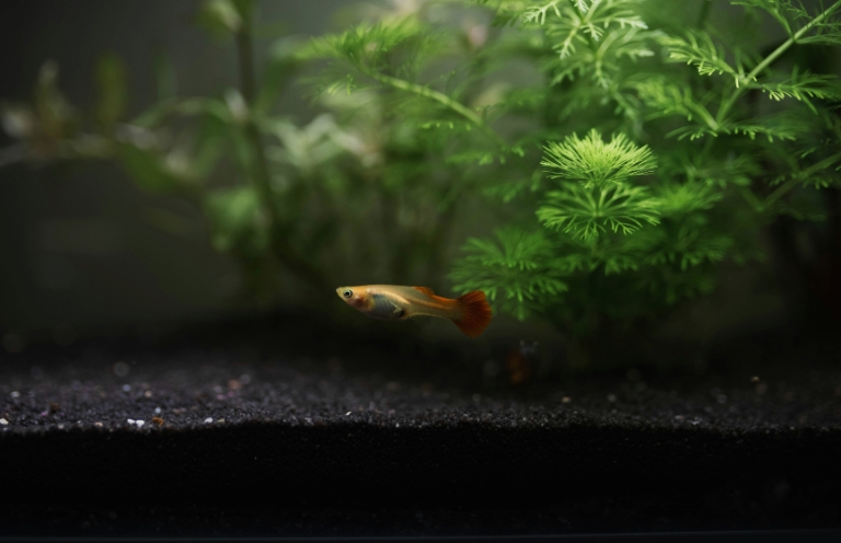 New Voices: “Wolf” by Christina Berke