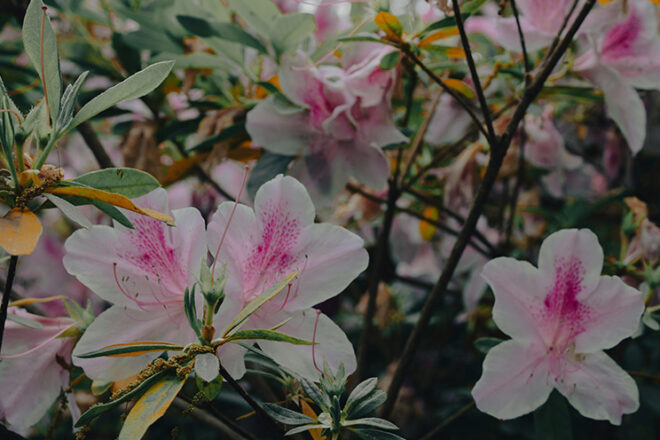 Best Emerging Writers 2025: “Stargazers” by Amy Wilde