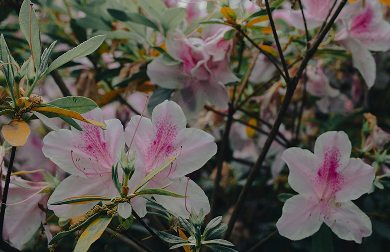 Best Emerging Writers 2025: “Stargazers” by Amy Wilde