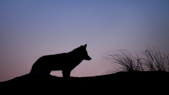 Best Emerging Writers 2025: “Animal Control” by J. Stillwell Powers