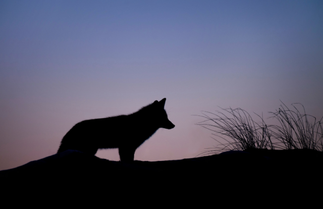 Best Emerging Writers 2025: “Animal Control” by J. Stillwell Powers