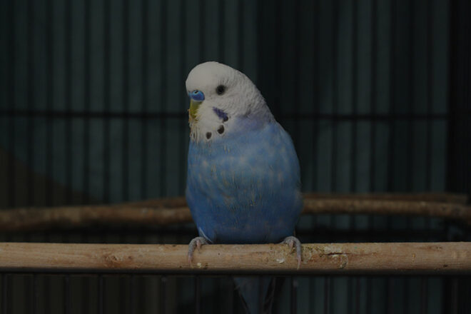 Best Emerging Writers 2025: “Sermons” by Katie Henken Robinson