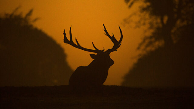 Best Emerging Writers 2025: “Not Deer” by Sena Moon