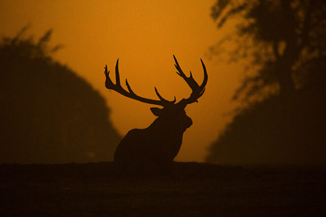 Best Emerging Writers 2025: “Not Deer” by Sena Moon