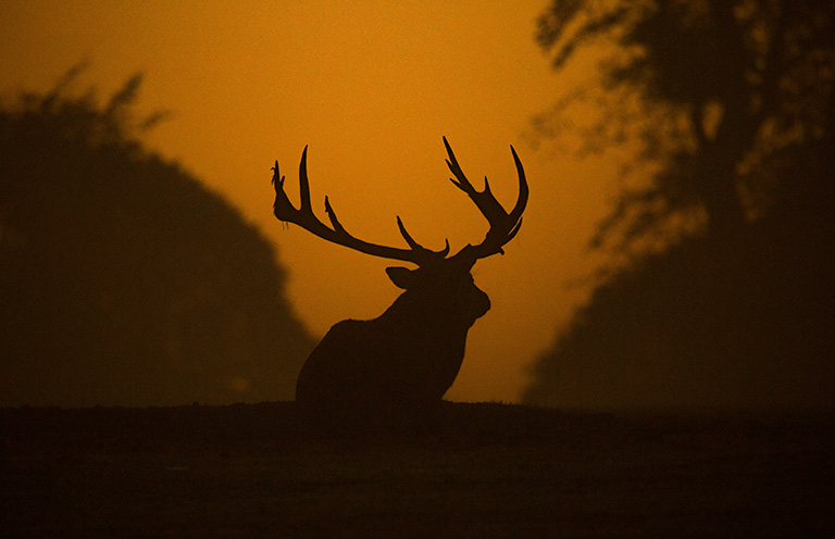 Best Emerging Writers 2025: “Not Deer” by Sena Moon