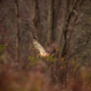 New Voices: “Featherweight” by Davin Faris