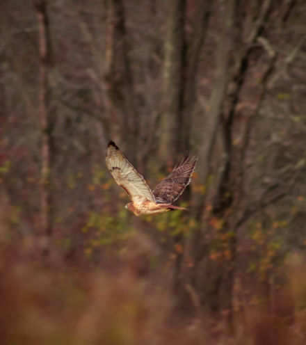 New Voices: “Featherweight” by Davin Faris
