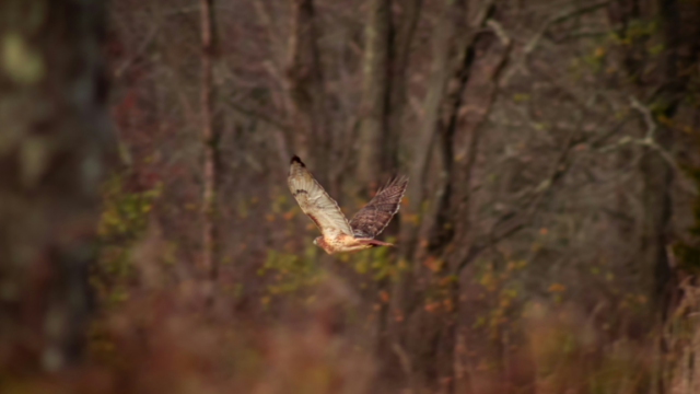 New Voices: “Featherweight” by Davin Faris