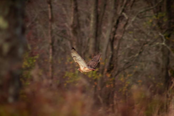 New Voices: “Featherweight” by Davin Faris
