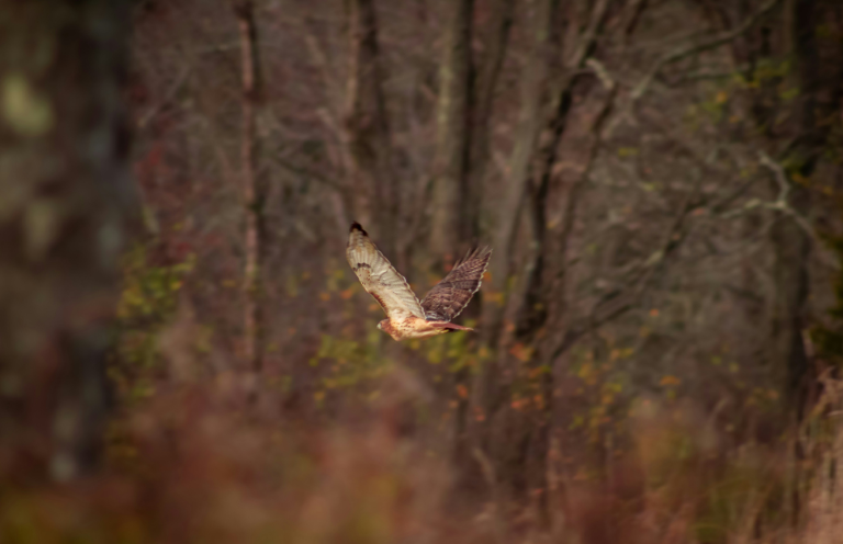 New Voices: “Featherweight” by Davin Faris
