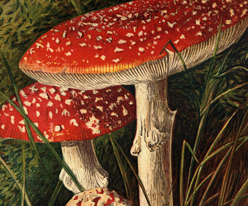 Novel Excerpt Contest: September 1 – November 8, 2026
